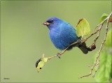 Indigo Bunting 