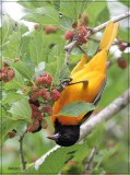 Baltimore Oriole