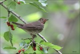 Swainsons Thrush