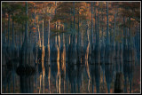 Bald Cypress Trees, First Light