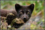 Arctic Fox 