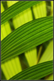 Tropical Leaves 