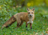 Renard roux