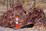 CR2_6113 Trees uprooted