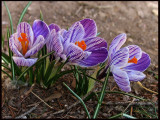 IMG_4068 First Crocus