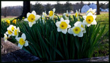 CR2_9816 Daffys