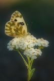 Backlit Beauty
