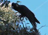 Yellow-tail Black Cockatoo