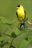 Perched Goldfinch 