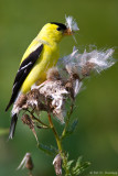 Eating thistle 