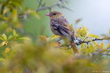 Young Baltimore Oriole 