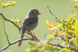 Field Sparrow in sun