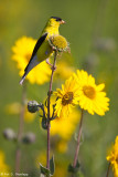 Yellows 