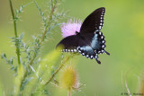 Spicebush Swallowtail 
