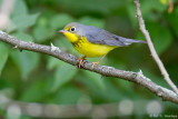 Canada Warbler