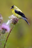 Eating thistle