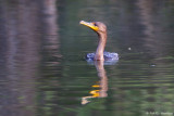 Feeding Cormorant 7