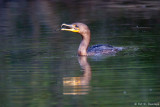 Feeding Cormorant 9