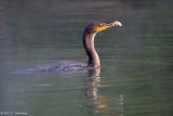 Feeding Cormorant 5
