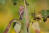 Field Sparrow in sun