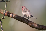 Male House Finch