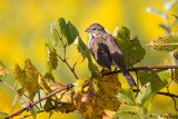 Sparrow on yellow 