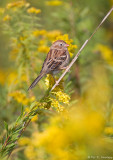 In a fall field