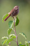 Perched on top