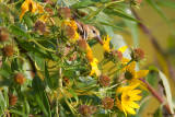 Hiding among flowers 