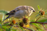 Fall plumage 