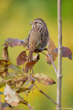 With fall leaves