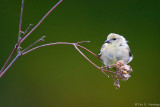 Goldfinch on green