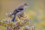 Feeding on thistle 