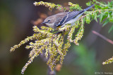 Perched Warbler
