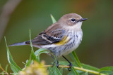 Warbler profile