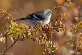 Autumn scene 