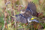 Taking flight