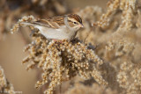 In an autumn field