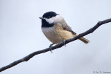 Isolated Chickadee 