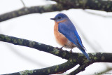Bluebird on white