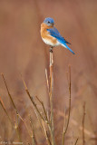 Standing out