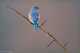 Bluebird from behind