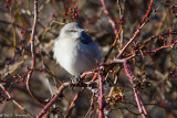 Mockingbird in sun