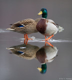 Ducks reflected 