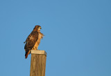 Red-tailed Hawk