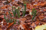 Lycopodium lucidulum- Shining Club Moss
