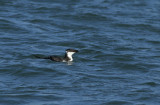 Razorbill (juvenile)