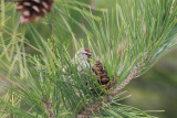 Common Redpoll