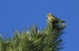 Red Crossbill