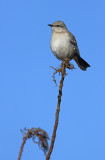 Northern Mockingbird